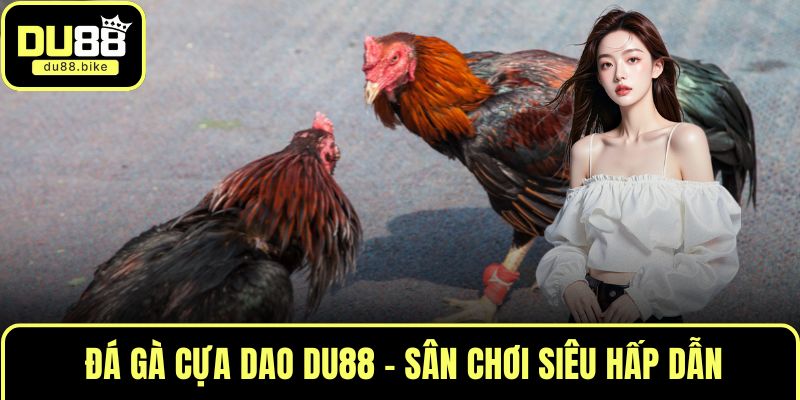 Đá gà cựa dao