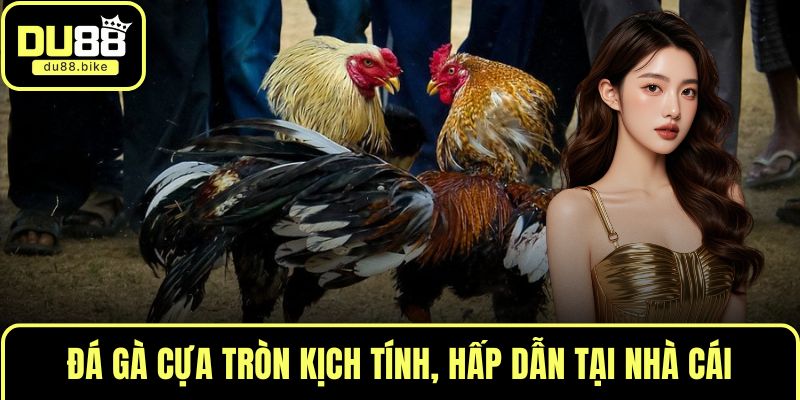 Đá gà cựa tròn kịch tính, hấp dẫn tại nhà cái