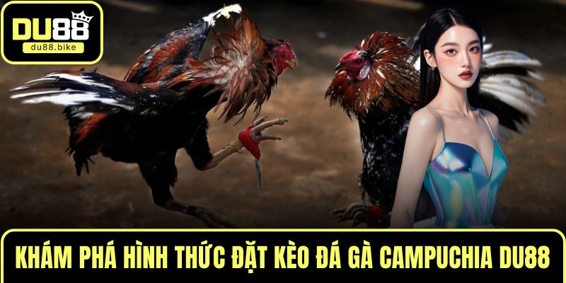 Khám phá hình thức đặt kèo đá gà Campuchia DU88